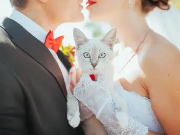 Cat Weddings: How To Incorporate Your Cat Into Your Wedding