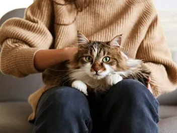 How to Take Care of a Cat: Vet-Approved Beginner's Guide