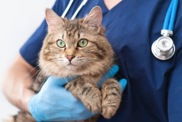 Will My Cat Hate Me After the Vet? 8 Vet-Reviewed Tips to Avoid It
