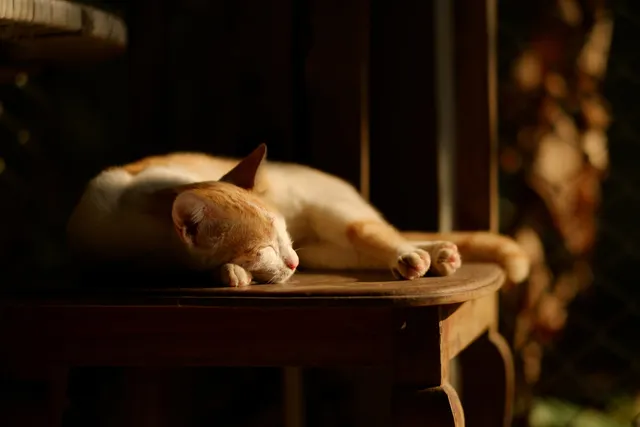 12 Vet-Approved Ways to Calm a Cat Down at Night