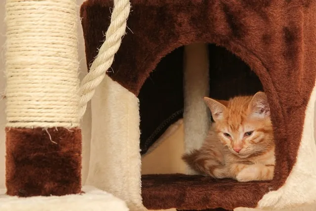 5 DIY Cat Tunnels You Can Make Today (With Pictures)