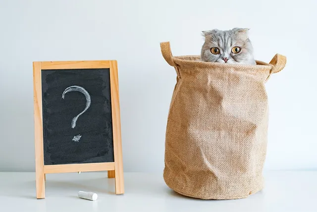 11 Cat Idioms & Sayings (Meanings & Origins Explained)