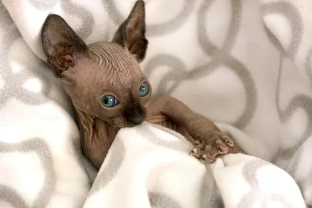 The Real Reasons Kittens Suckle! Warning: High Level of Cuteness Follows