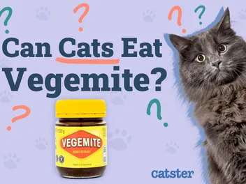 Can Cats Eat Vegemite? Vet Reviewed Facts & Advice
