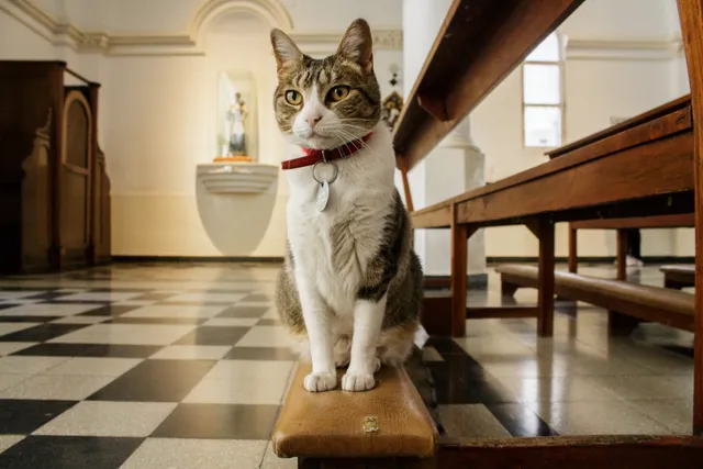 St. Gertrude, The Patron Saint of Cats: Facts & History Explained