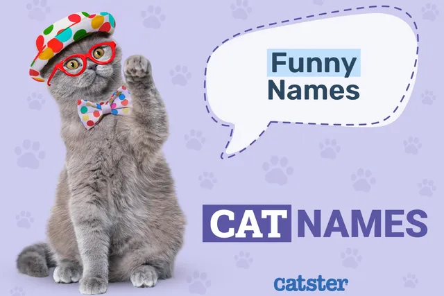 100+ Funny Cat Names: Ideas for Comical Kitties