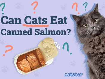 Can Cats Eat Canned Salmon? Vet-Reviewed Facts & FAQ