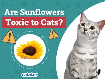 Are Sunflowers Toxic to Cats? Vet-Verified Facts & Safety Tips