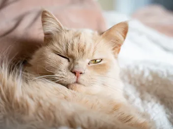 Is Your Cat Winking, or in Pain? 4 Eye Problems Every Owner Should Know