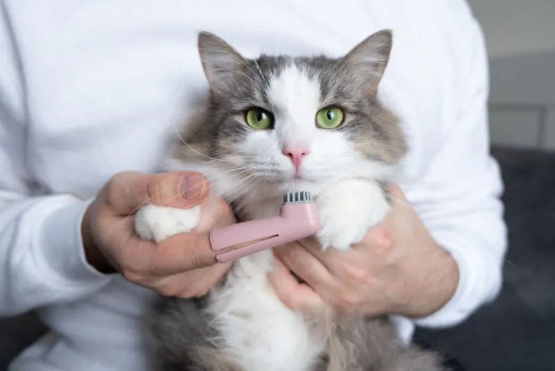 man brushing cat's teeth