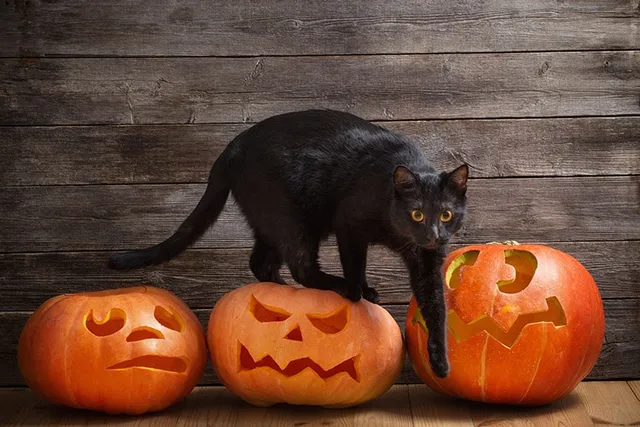 10 Halloween Safety Tips for Your Cat: Vet-Approved Advice