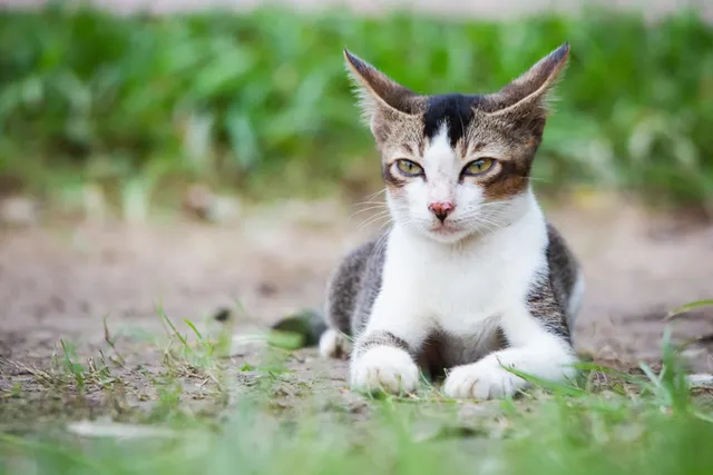 Cat Airplane Ears: 4 Vet-Verified Reasons Why Cats Do This, Facts & FAQ