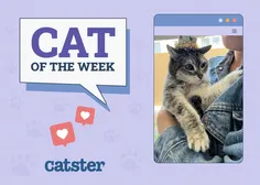 Cat Winner
