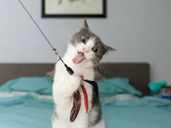 15 Weird Cat Behaviors That Stump Kitty Parents: Facts & Explanation