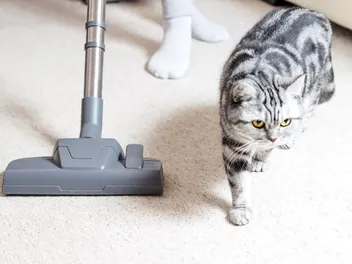 Does Vacuuming Kill Fleas on Cats? Vet-Reviewed Facts & Advice