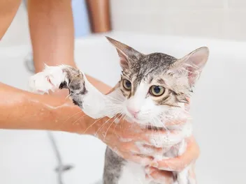 How Do I Calm a Cat Down for a Bath? 6 Vet-Approved Tips to Try