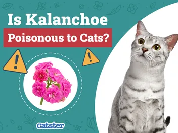 Is Kalanchoe Poisonous to Cats? Vet-Reviewed Toxicity Explained