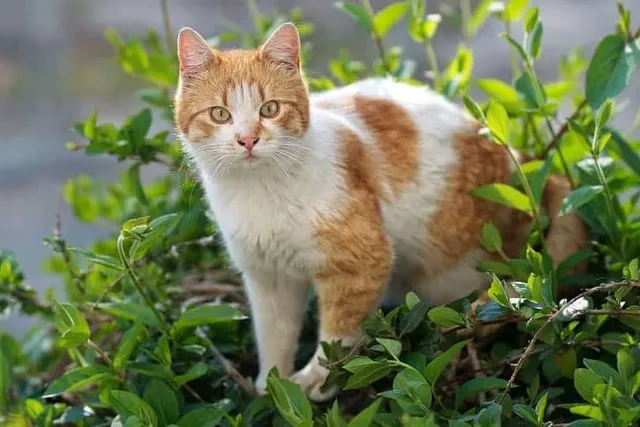 21 Plants That Are Safe for Cats (Vet Approved)