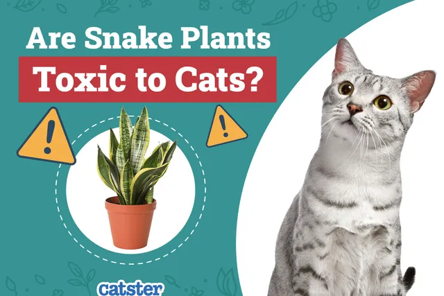 Are Snake Plants Toxic to Cats? Vet Approved Facts & FAQ