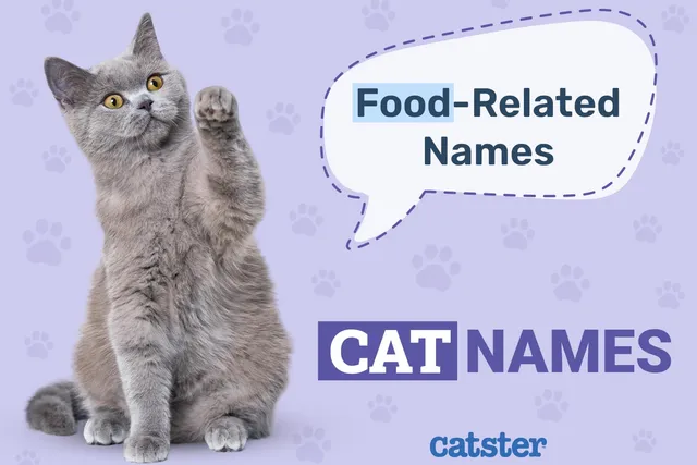 200+ Food Related Cat Names: Ideas for Sweet & Adorable Cats