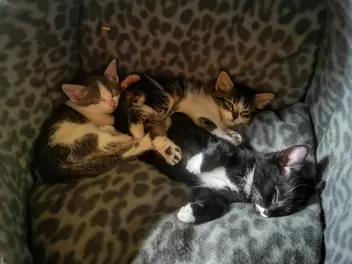 Kittens, Adoption & Loss: Navigating Happy and Hard Times