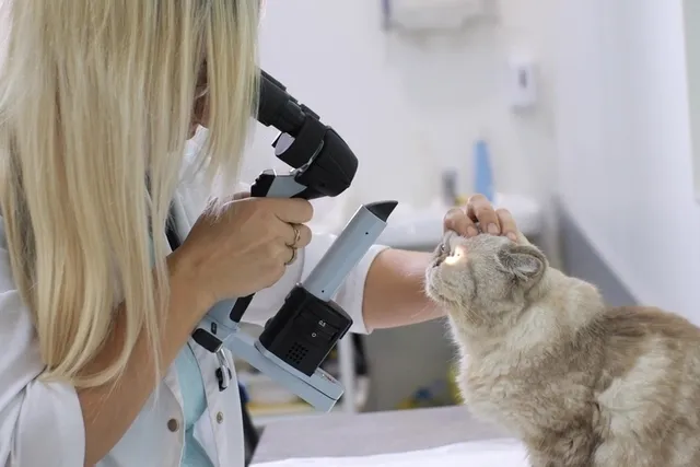 Why Is My Cat’s Third Eyelid Showing? 5 Vet Reviewed Reasons & Advice
