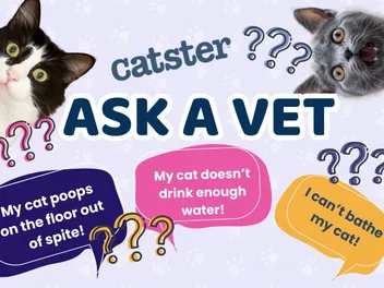 Ask Dr. Paola – Help! My Cat Poops On The Floor Out of Spite! (February 16, 2026)
