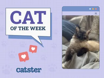 Catster Photo Contest: Cats of the Week Winners (November 21, 2024)