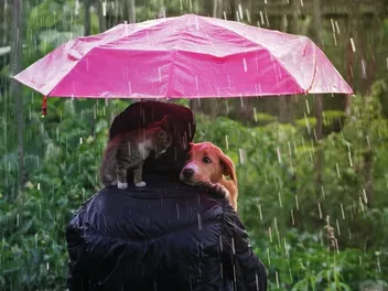 Where Did the Phrase “It’s Raining Cats and Dogs" Come From? 3 Possible Origins