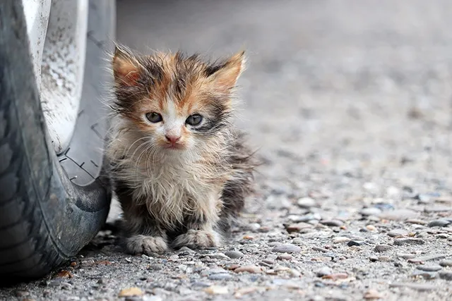I Found a Stray Kitten, What Do I Do? Vet-Reviewed Care & Feeding Tips
