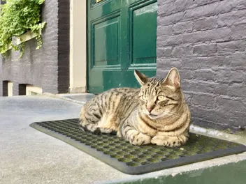 7 Best Outdoor Heating Pads for Cats in 2026 - Reviews & Top Picks