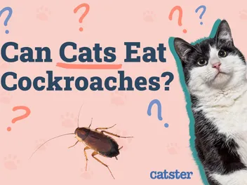 Can Cats Eat Cockroaches? Vet-Verified Facts, Risks & Tips