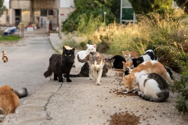 How Many Stray & Feral Cats Are There in the US? 2026 Facts