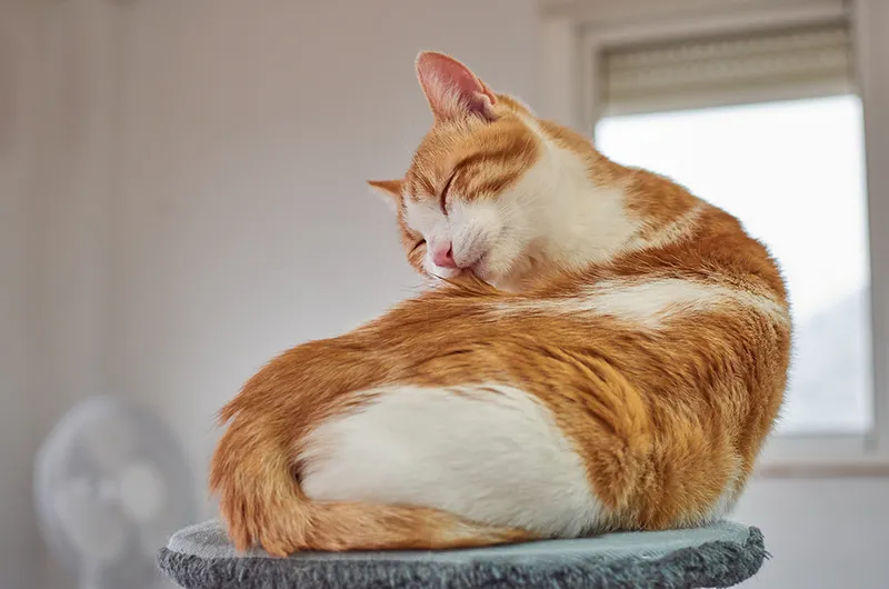 orange cat licking its back