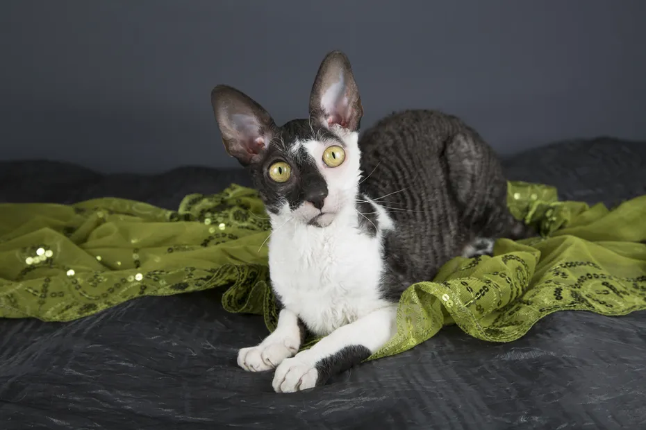 close up of a cornish rex with green eyes