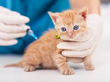 When Does My Cat Need Vaccines? Our Vet Explains the Schedule, Side Effects & FAQ