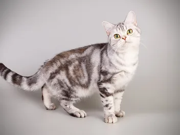 American Shorthair Cat Breed: Info, Pictures, Temperament & More
