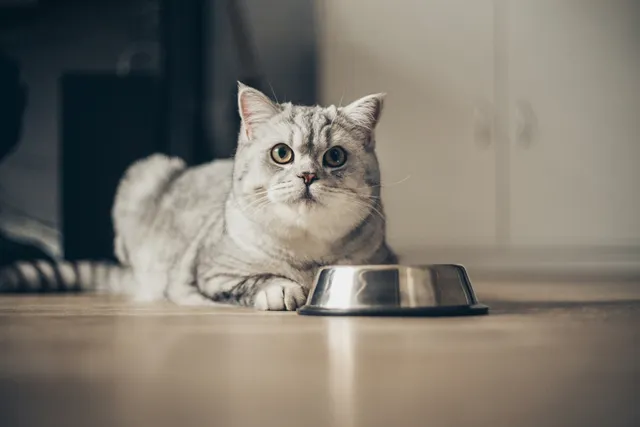 Why Does My Cat Lay Down to Drink Water? 6 Vet-Reviewed Reasons & Treatment