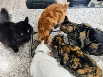 Pet Insurance: Something to Pay For, But Hopefully Never Need