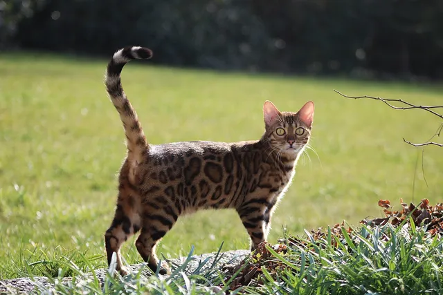 10 Springtime Hazards Cat Owners Need to Be Aware of (Vet Approved)