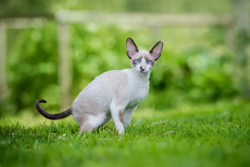 Cornish Rex