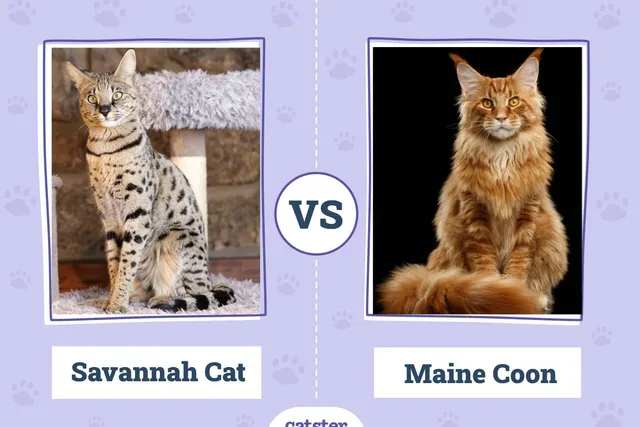 Savannah Cat vs. Maine Coon: Vet-Verified Key Differences (With Pictures)