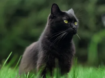 Are Black Cats Good Luck? 10 Positive Beliefs From Around the World