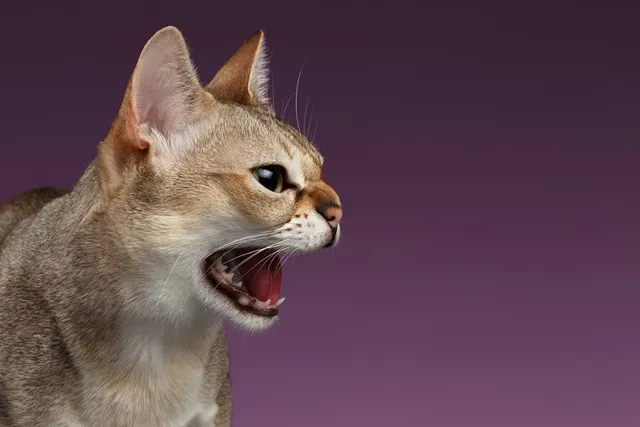 5 Expert Ways to Handle Aggressive Cats: Vet Approved Tips & Tricks