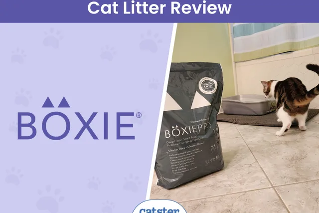 Boxie® Litter Review 2026: A Detailed Look