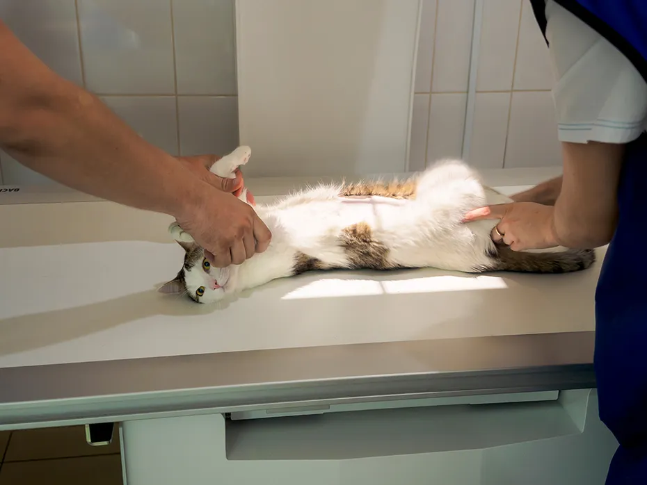 cat getting an xray at the clinic