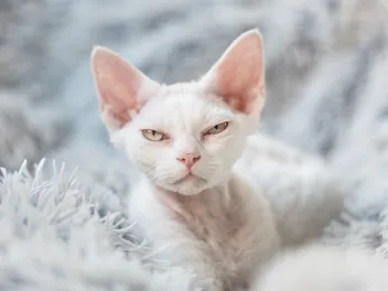 How to Keep Cats Warm in Winter: 7 Vet-Approved Methods