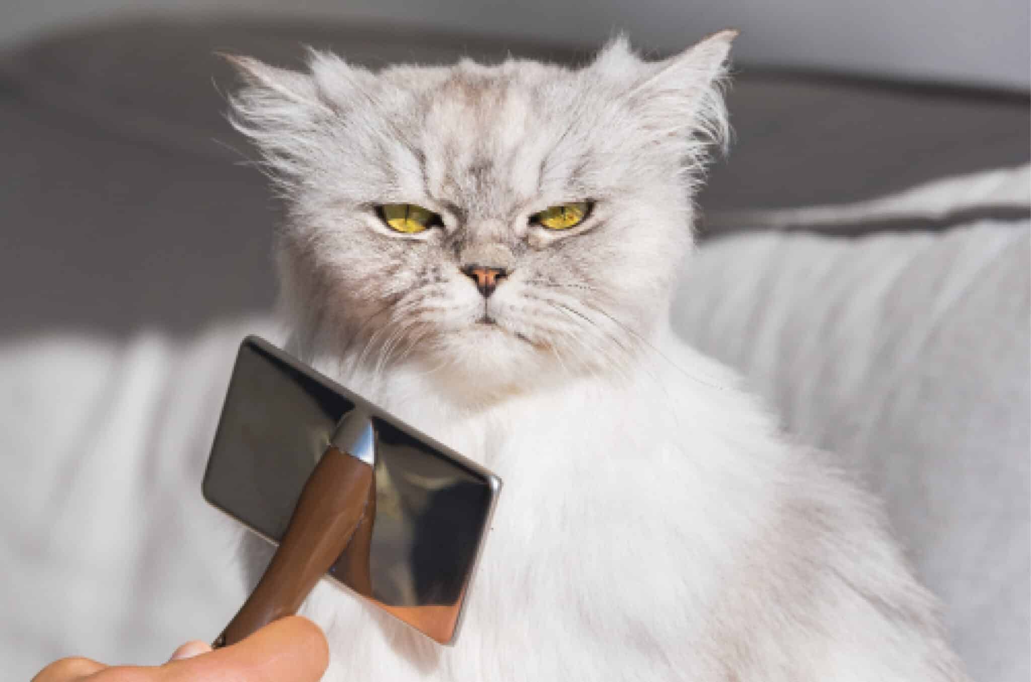 How to Groom a Cat That Hates It: 8 Vet-Approved Tips