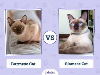 Burmese vs. Siamese Cat: What’s the Difference? (With Pictures)