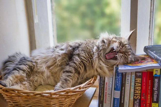 48 Cat Puns: Funny & Adorable Word Play for Cats